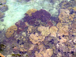 Pulau Rawa coral