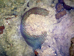 Pulau Rawa coral