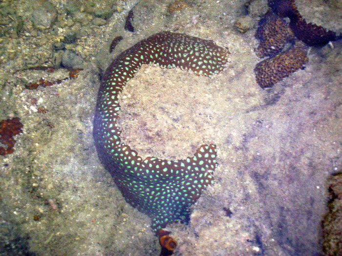 Pulau Rawa coral Pulau Rawa coral