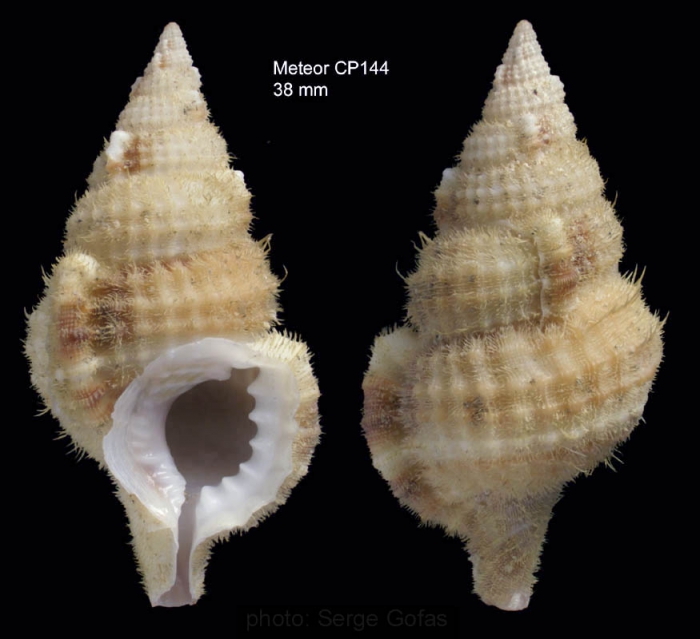 Sassia lewisi Harasewych & Petuch, 1980Specimen from Great Meteor seamount, 30°09.9'N  28°29.0'W, 335 m, 'Seamount 2' CP 144 (actual size 38 mm)