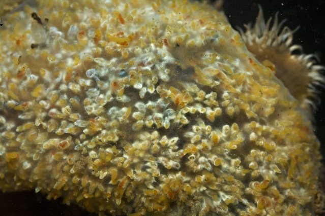 Aplidium glabrum Aplidium glabrum