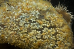 Ascidiacea species