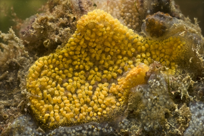 Botrylloides violaceus Botrylloides violaceus