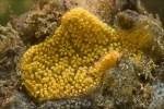 Invasive species for Zeebrugge
