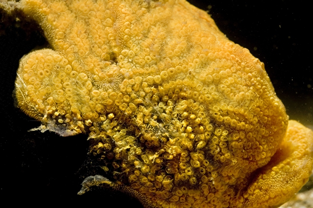 Botrylloides violaceus Botrylloides violaceus