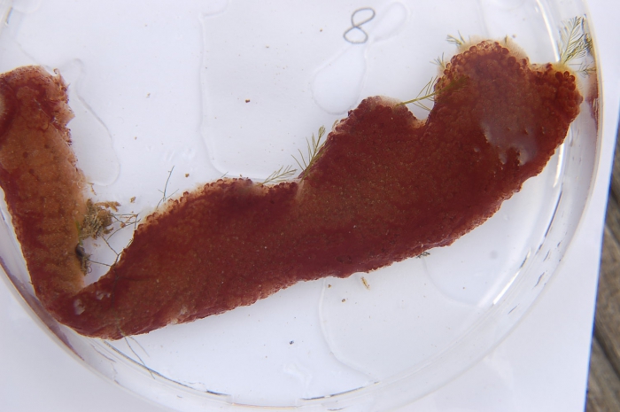 Botrylloides violaceus Botrylloides violaceus
