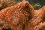 Invasive species for Zeebrugge