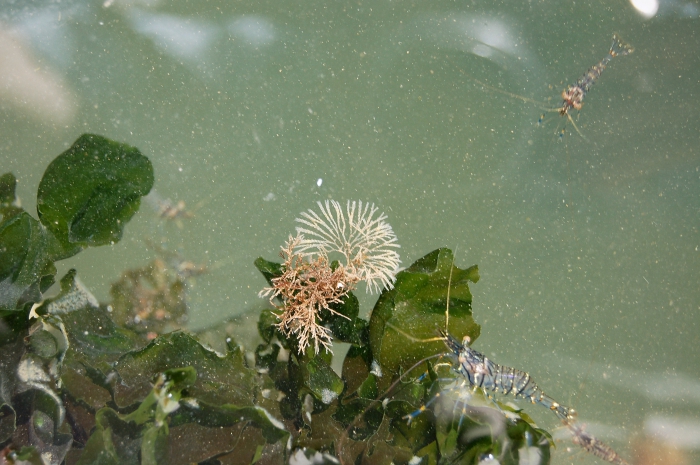 Bugula simplex Bugula simplex