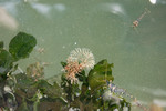 Invasive species for Zeebrugge
