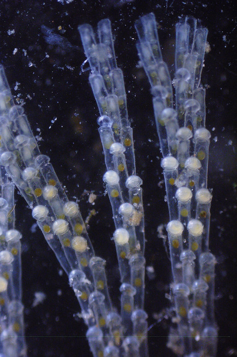 Bugula simplex Bugula simplex