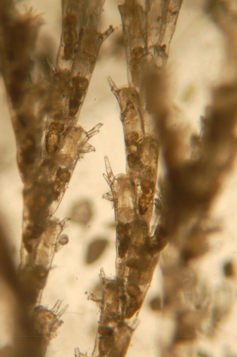 Bugula stolonifera Bugula stolonifera