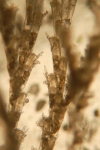 Invasive species for Zeebrugge