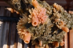 Invasive species for Zeebrugge
