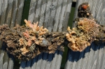 Invasive species for Zeebrugge
