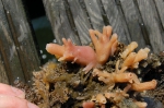 Invasive species for Zeebrugge