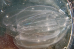 Invasive species for Zeebrugge
