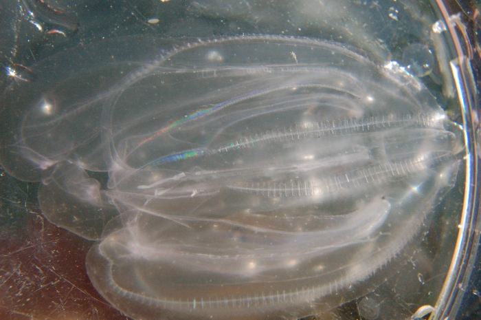 Mnemiopsis leidyi Mnemiopsis leidyi