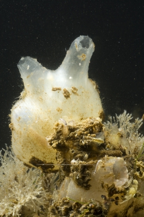 Molgula manhattensis Molgula manhattensis