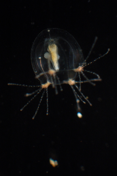 Margelopsis haeckeli Margelopsis haeckeli