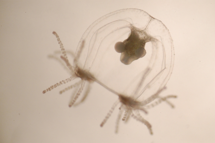 Margelopsis haeckeli Margelopsis haeckeli