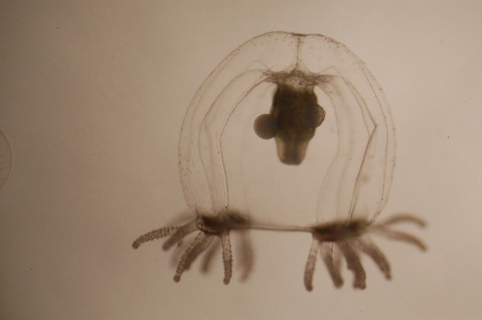 Margelopsis haeckeli Margelopsis haeckeli