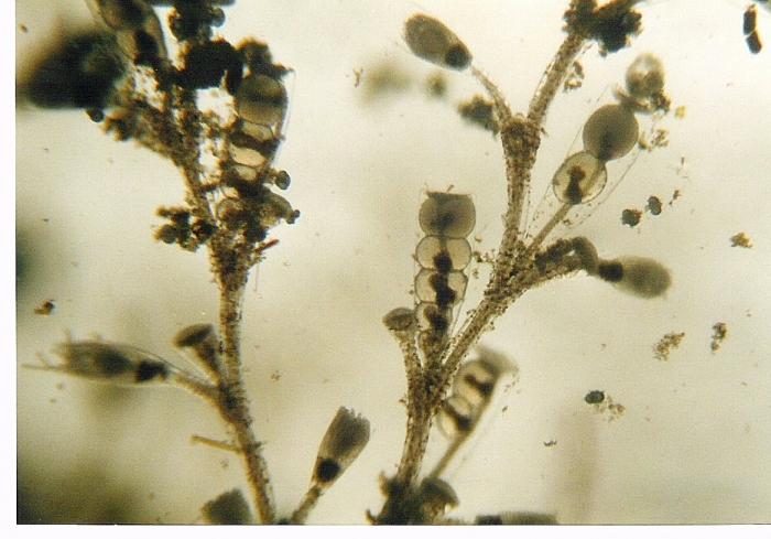 Gonothyraea loveni Gonothyraea loveni