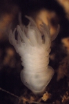 Aurelia aurita