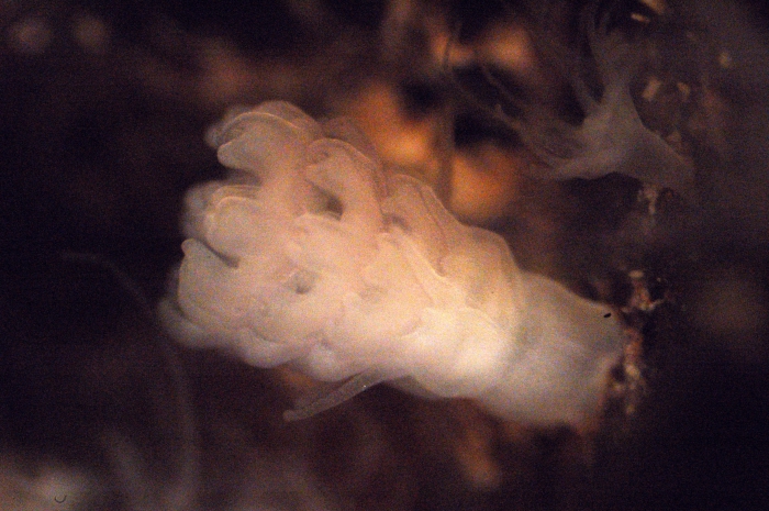 Aurelia aurita polyp Aurelia aurita polyp
