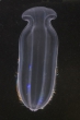 Beroe gracilis Beroe gracilis
