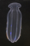 Ctenophora (Sea gooseberries)