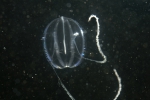 Pleurobrachius pileus