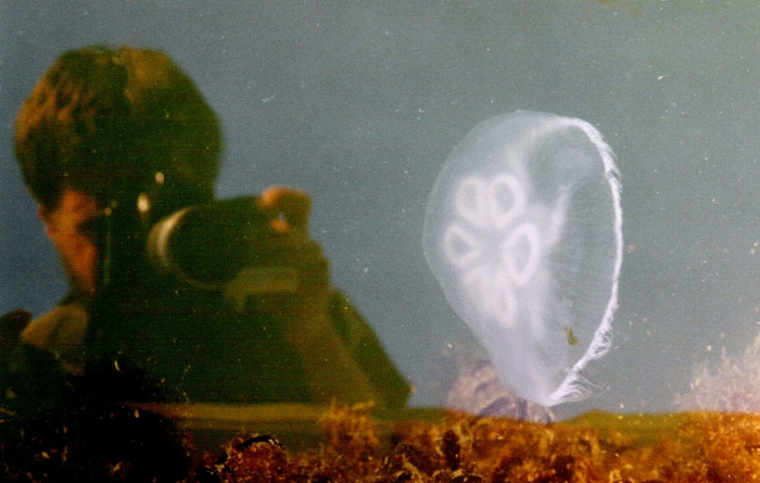 Aurelia aurita Aurelia aurita