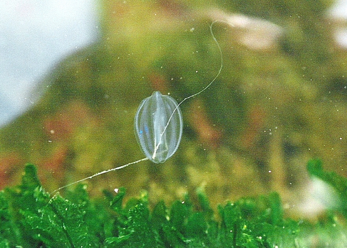 Pleurobrachia pileus Pleurobrachia pileus