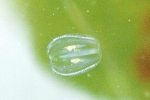 Pleurobrachius pileus