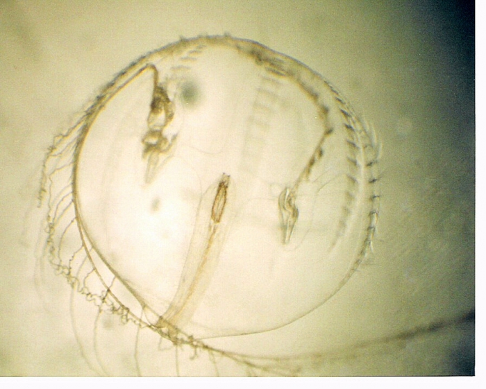 Pleurobrachia pileus Pleurobrachia pileus