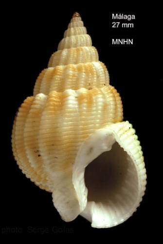 Nassarius denticulatus (Adams A., 1852)Specimen from off Malaga, southern Spain (actual size 27.7 mm) Nassarius denticulatus (Adams A., 1852)Specimen from off Malaga, southern Spain (actual size 27.7 mm)