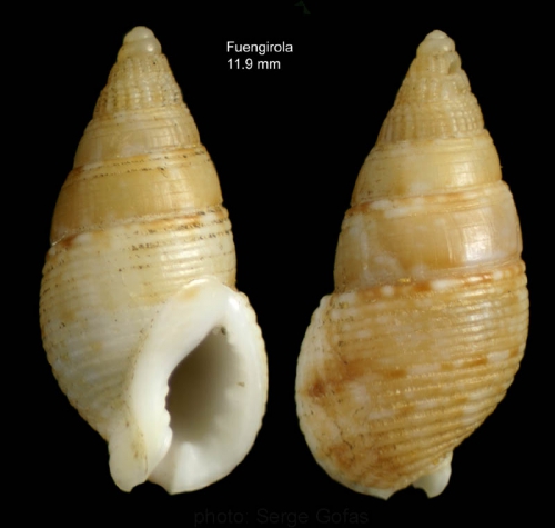 Nassarius recidivus (von Martens, 1876)Specimen from off Fuengirola, southern Spain (actual size 11.9 mm) Nassarius recidivus (von Martens, 1876)Specimen from off Fuengirola, southern Spain (actual size 11.9 mm)