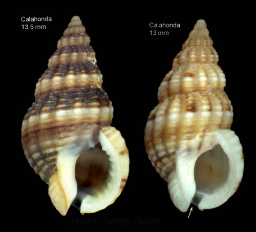 Nassarius incrassatus (Strøm, 1768)Shells from Calahonda, Malaga, southern Spain  (actual size 13.5 and 13.0 mm)