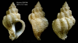 Coralliophila aedonia(Watson, 1885)Specimen from Hyres seamount, 3124.4'N, 2852.3'W, 705 m, 'Seamount 2' DW184 (actual size 20.0 mm)