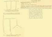 Leucaltis gastrorhabdifera = Amphoriscus gastrorhabdifer, author: van Soest, Rob