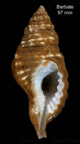 Monoplex corrugatus (Lamarck, 1816) Shell from off Barbate, southern Spain, 20-25 m (actual size 97 mm) Monoplex corrugatus (Lamarck, 1816) Shell from off Barbate, southern Spain, 20-25 m (actual size 97 mm)