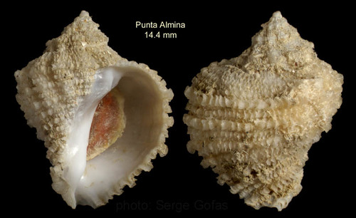Coralliophila brevis(de Blainville, 1832)Specimen from off Punta Almina, Ceuta, Strait of Gibraltar, 32-40 m (actual size 14.4 mm) Coralliophila brevis(de Blainville, 1832)Specimen from off Punta Almina, Ceuta, Strait of Gibraltar, 32-40 m (actual size 14.4 mm)