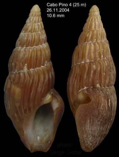 Crassopleura maravignae (Bivona, 1838)Specimen from off Cabo Pino, Málaga province, southern Spain (actual size 10,6 mm)