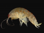 Ampelisca macrocephala, author: Fisheries and Oceans Canada