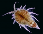 Chiridotea tuftsi, author: Fisheries and Oceans Canada