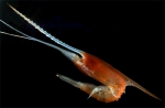 Lophogastrida