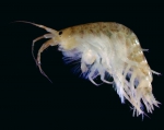 Leptocheirus pinguis