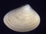 Molluscs