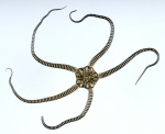 Echinoderms