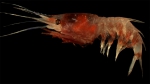Decapoda
